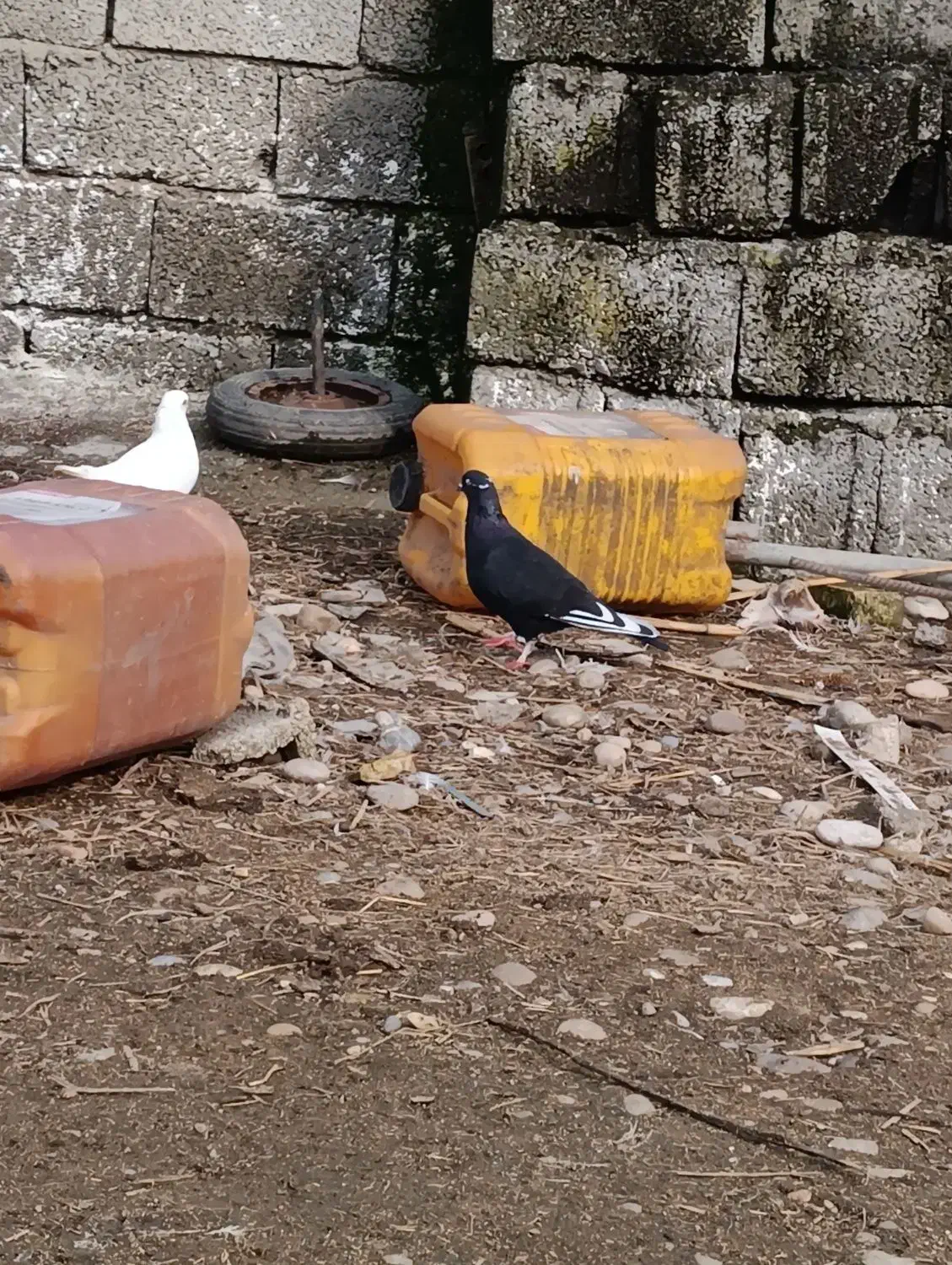 کبوتر غریب|پرنده|شیرگاه, |دیوار