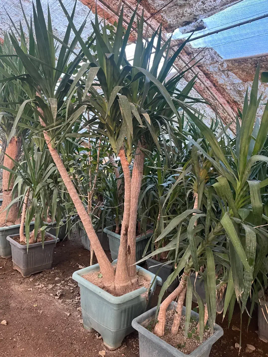 فروش عمده گل اپارتمانی و بیرونی|گل و گیاه طبیعی|سرخرود, |دیوار