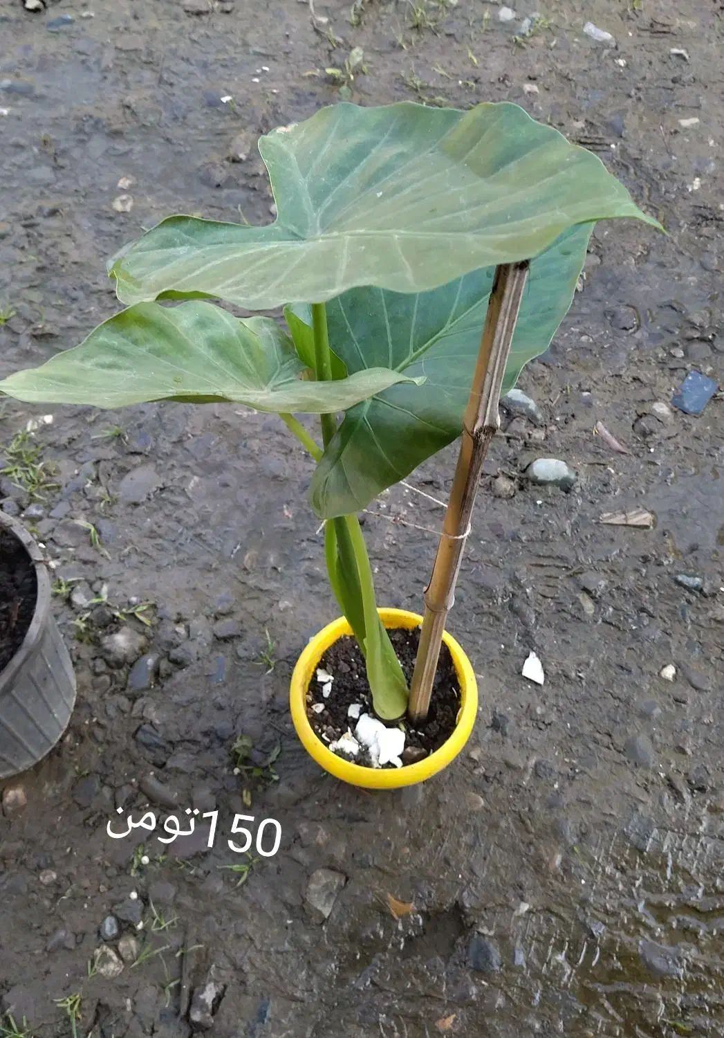 گل فروشی|گل و گیاه طبیعی|لاهیجان, آهندان|دیوار