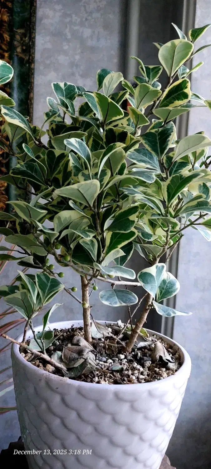 گل فیکوس همراه با گلدان سرامیکی|گل و گیاه طبیعی|پرند, فاز ۲|دیوار