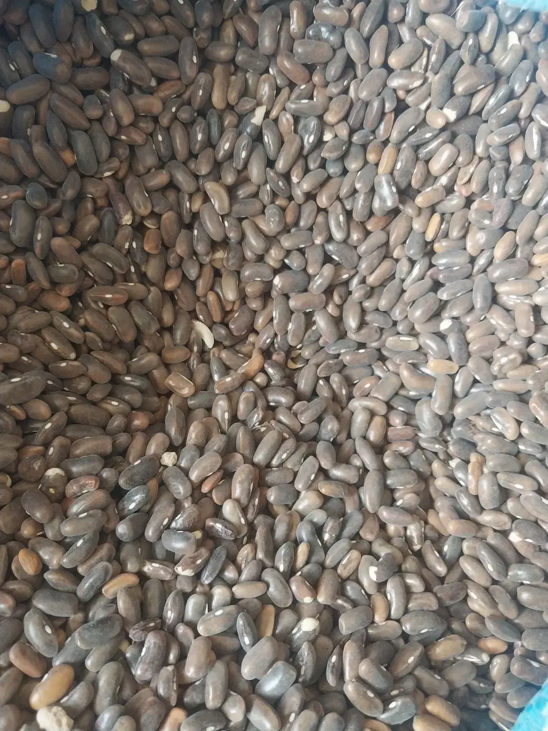 بذر لوبیا سبز|عمده‌فروشی|ارژن, |دیوار