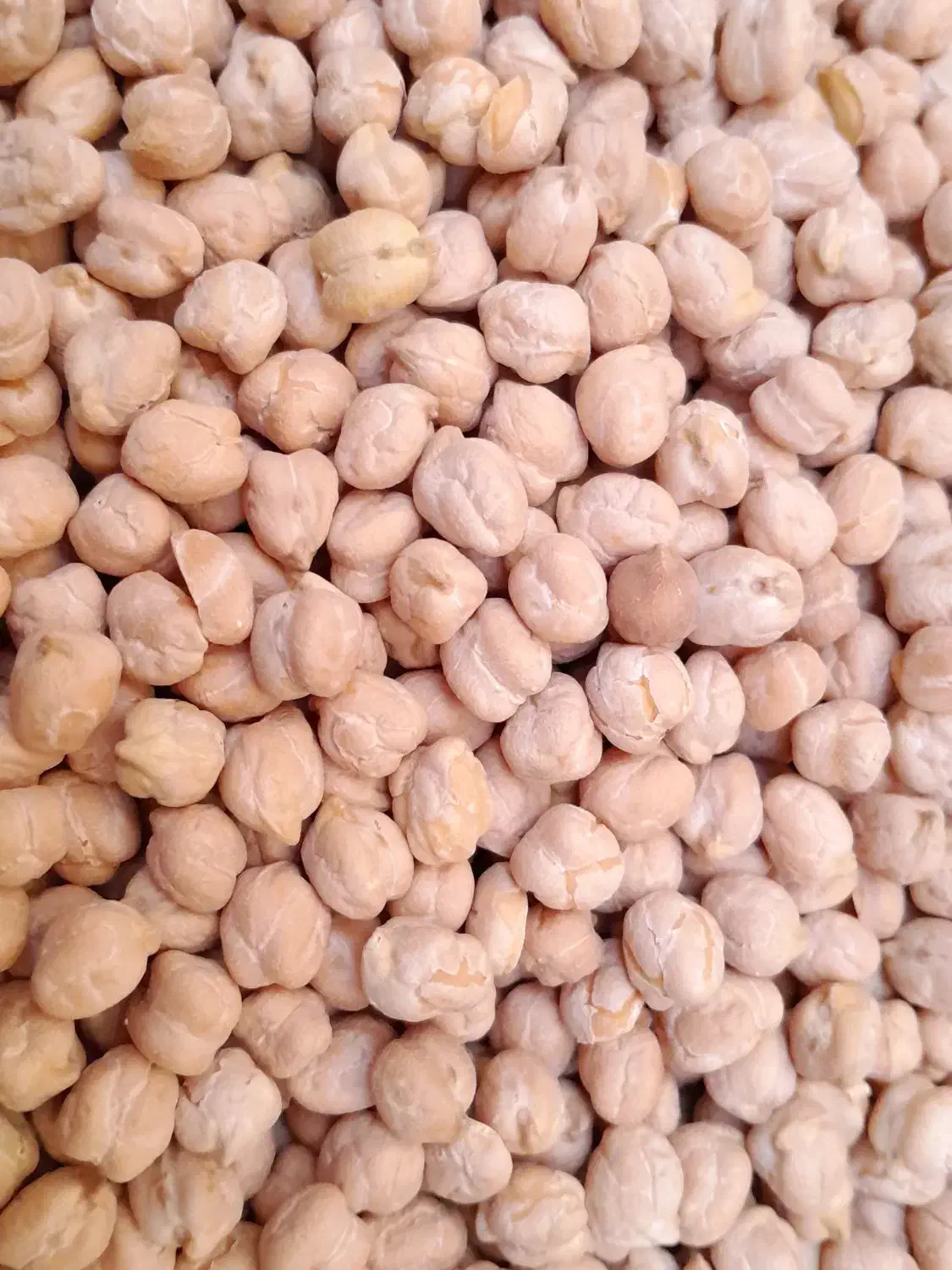 نخود فلافل درشت زیر قیمت|خوردنی و آشامیدنی|ری, فیروزآبادی|دیوار