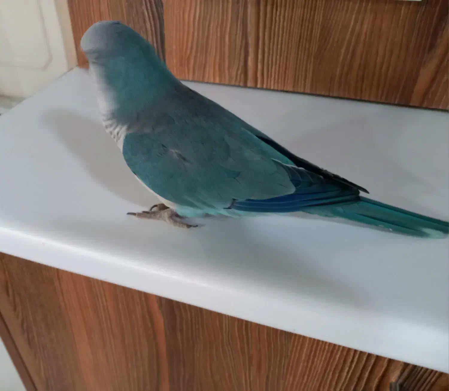 طوطی راهب|پرنده|کرج, شهرک بنفشه|دیوار