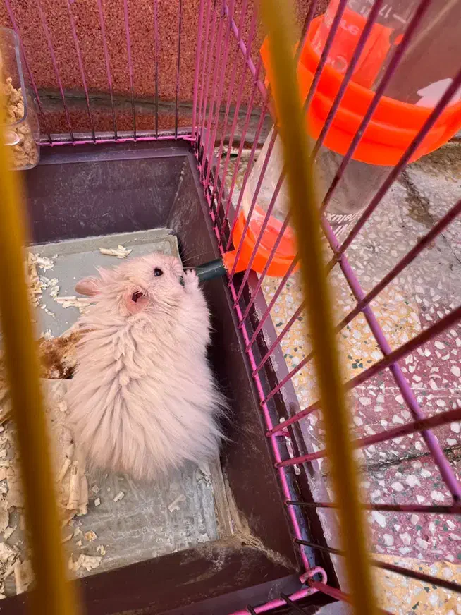 همستر|موش و خرگوش|بهبهان, |دیوار