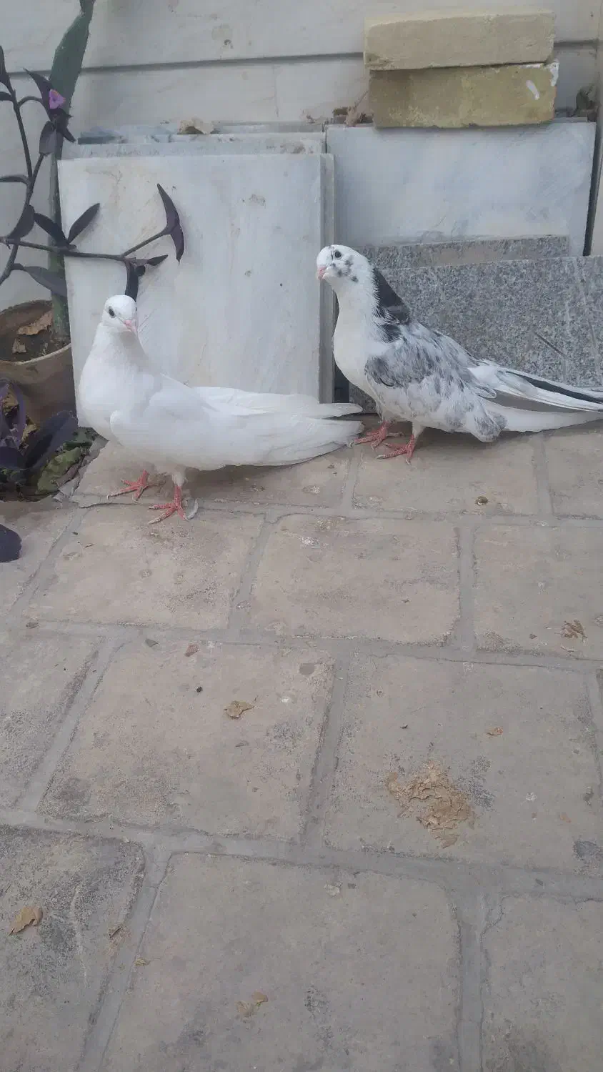 یک جفت کبوتر|پرنده|اردکان, |دیوار