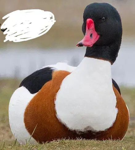 اردک گم شده|حیوانات|میبد, |دیوار