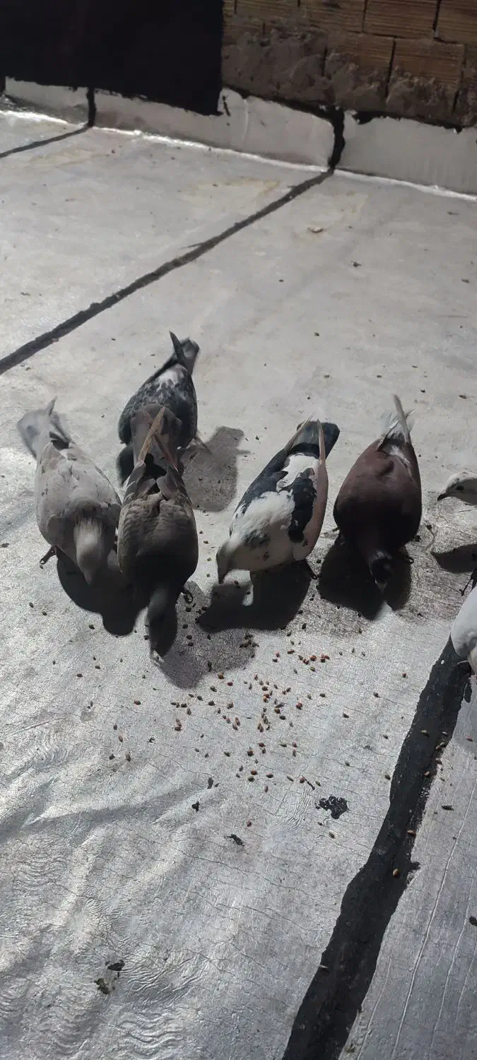 پرنده ی بوم|پرنده|قزوین, |دیوار