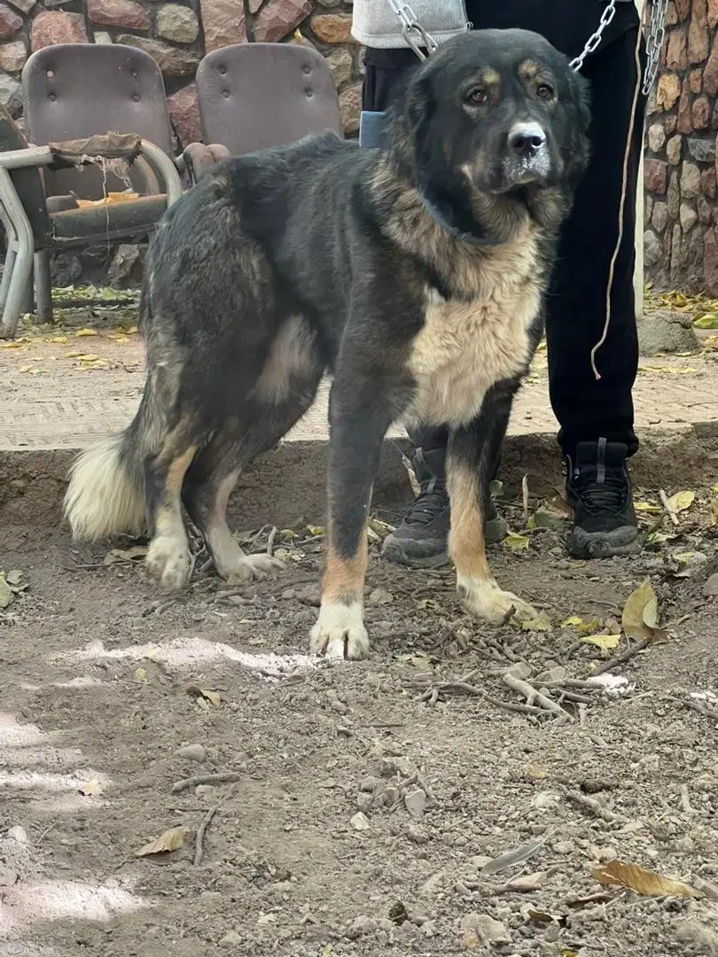 سگ قفقازی ماده نگهبان الابای سراب ژرمن|سگ|تهران, تهرانپارس شرقی|دیوار