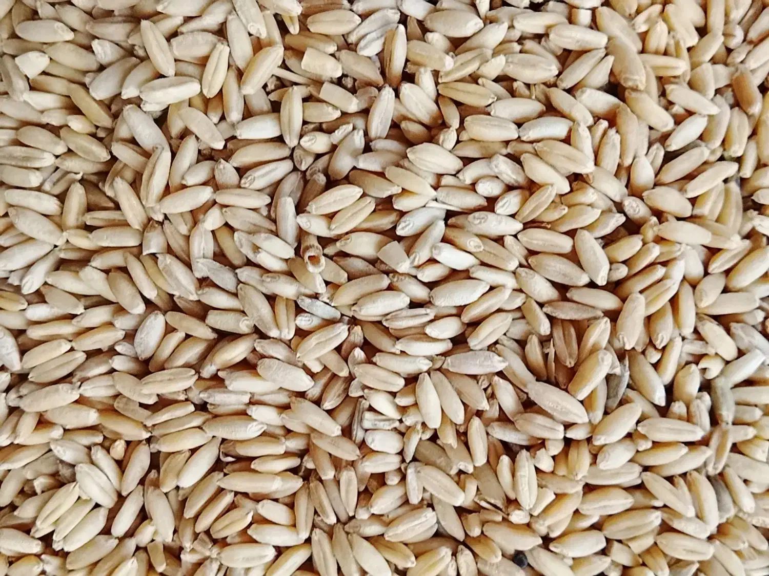 گندم|خوردنی و آشامیدنی|شادیان, |دیوار