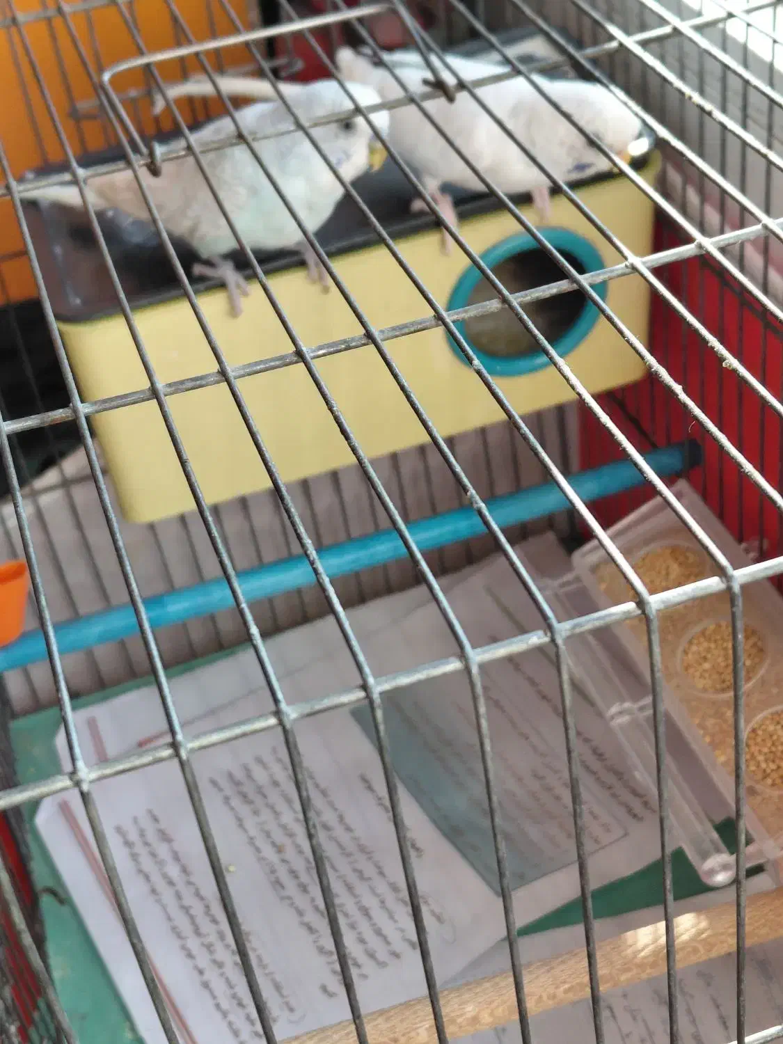 مرغ عشق وطوطی برزیلی|پرنده|اردبیل, |دیوار