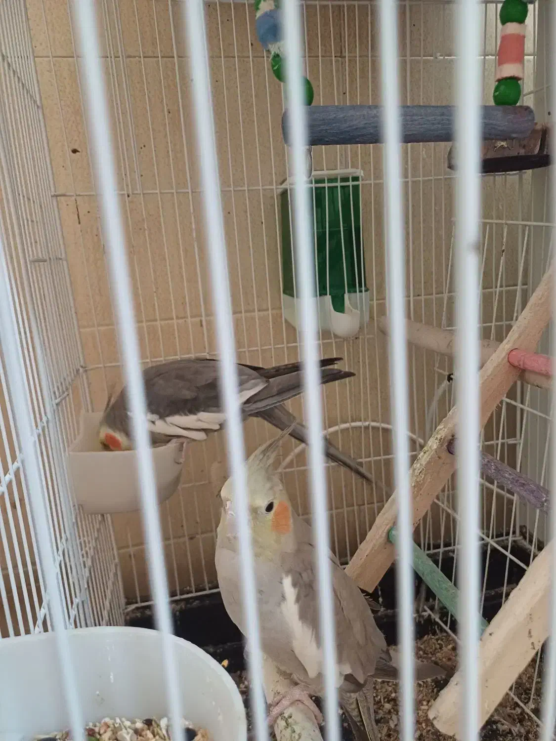 پرنده|پرنده|شاهین‌شهر, نظامی|دیوار