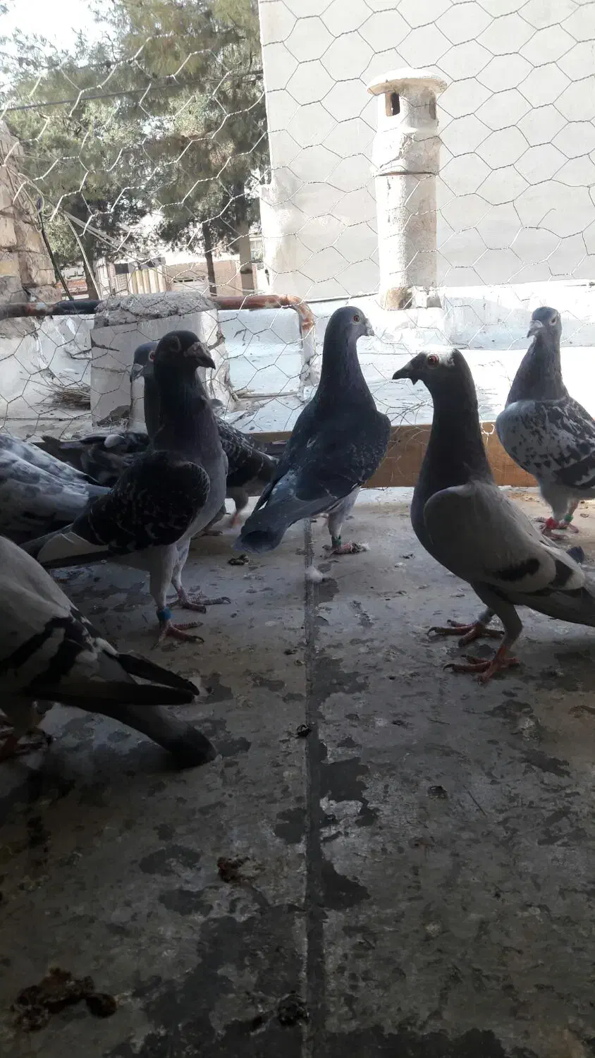 دسه کفتر پلاکی و رنگی|پرنده|شاهین‌شهر, گرگاب|دیوار