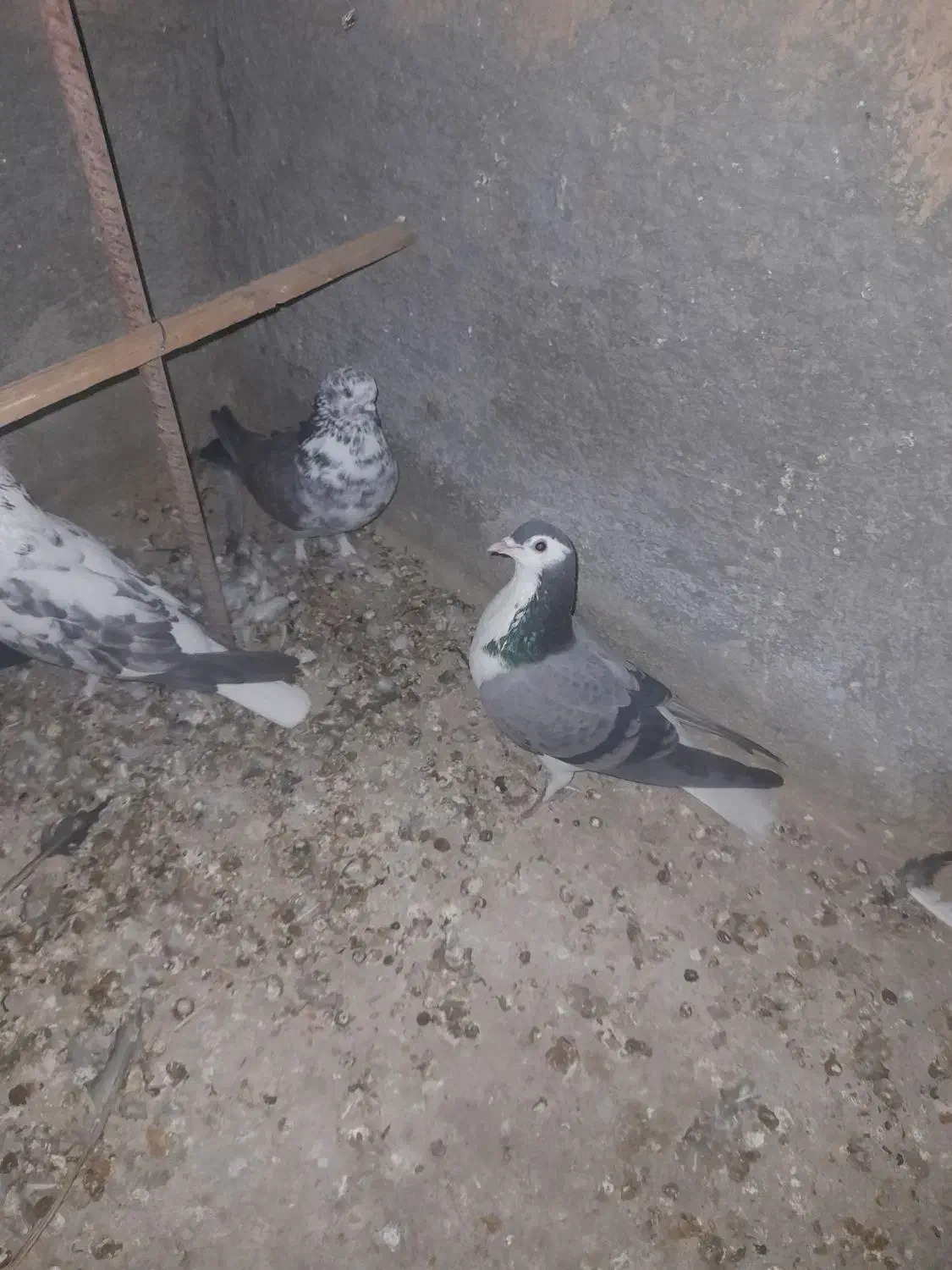 کبوتر بدرنگ|پرنده|مبارکه, |دیوار