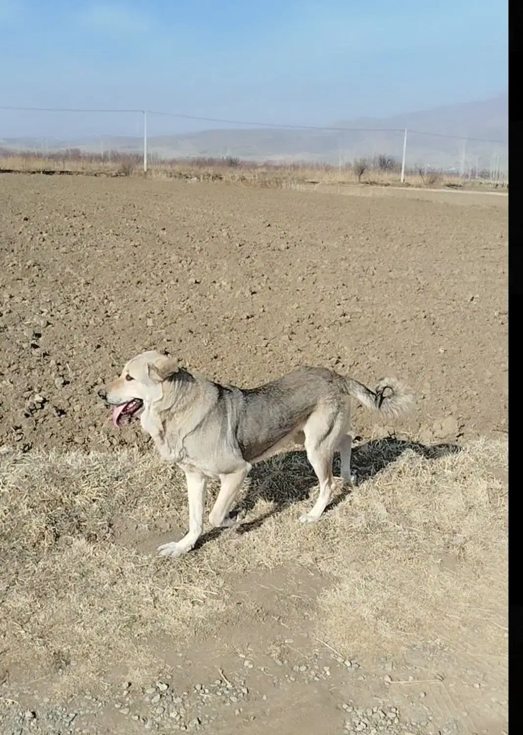 سگ عراقی ماده|سگ|نوشین شهر, |دیوار