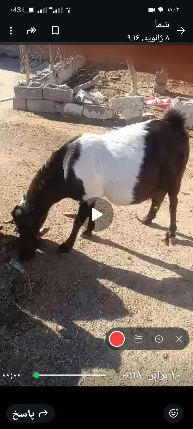 ۳۰میلیون|حیوانات مزرعه|بم, |دیوار