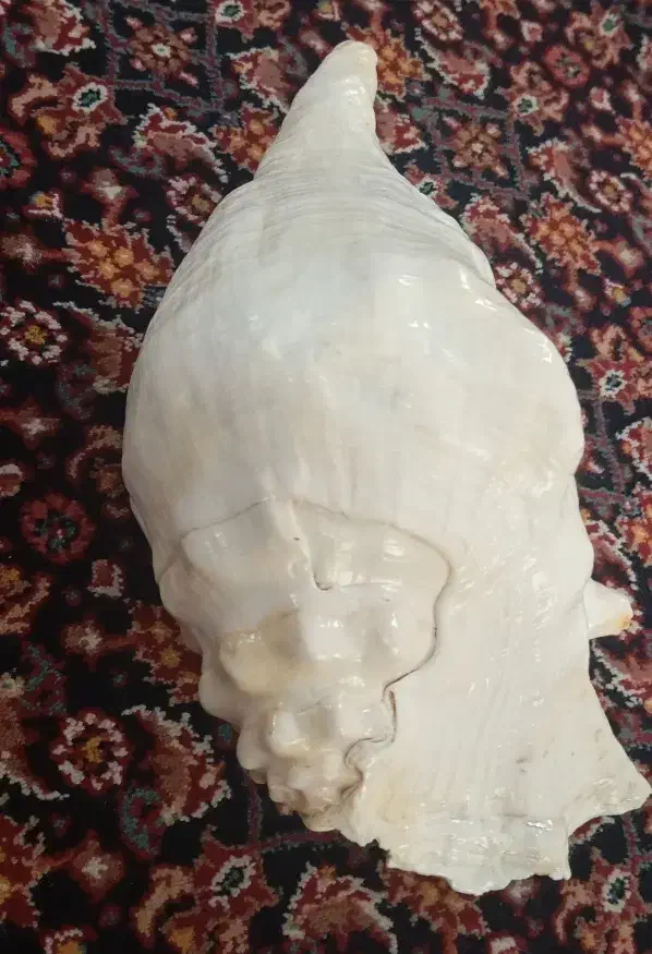 صدف دریایی سایز بزرگ|صنایع دستی و سایر لوازم تزئینی|ری, جوانمرد قصاب|دیوار