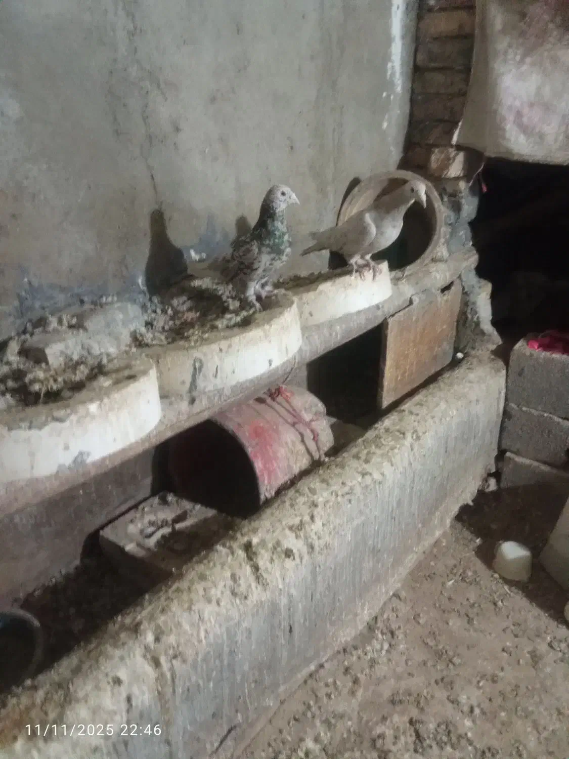 سالم سالم هست پول نیازم وگرنه نمی فرختم|پرنده|گل تپه, |دیوار