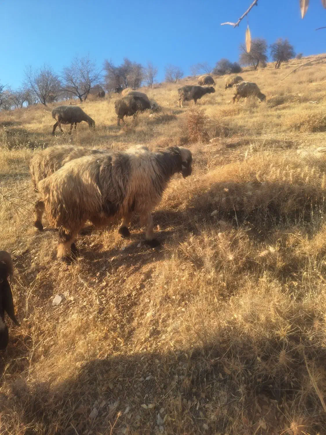 میش بختیاری (سپیدان)|حیوانات مزرعه|سپیدان, |دیوار