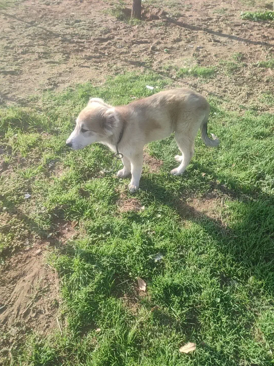 سلام . توله سرابی نر ۶۵روز|سگ|خاوران, |دیوار