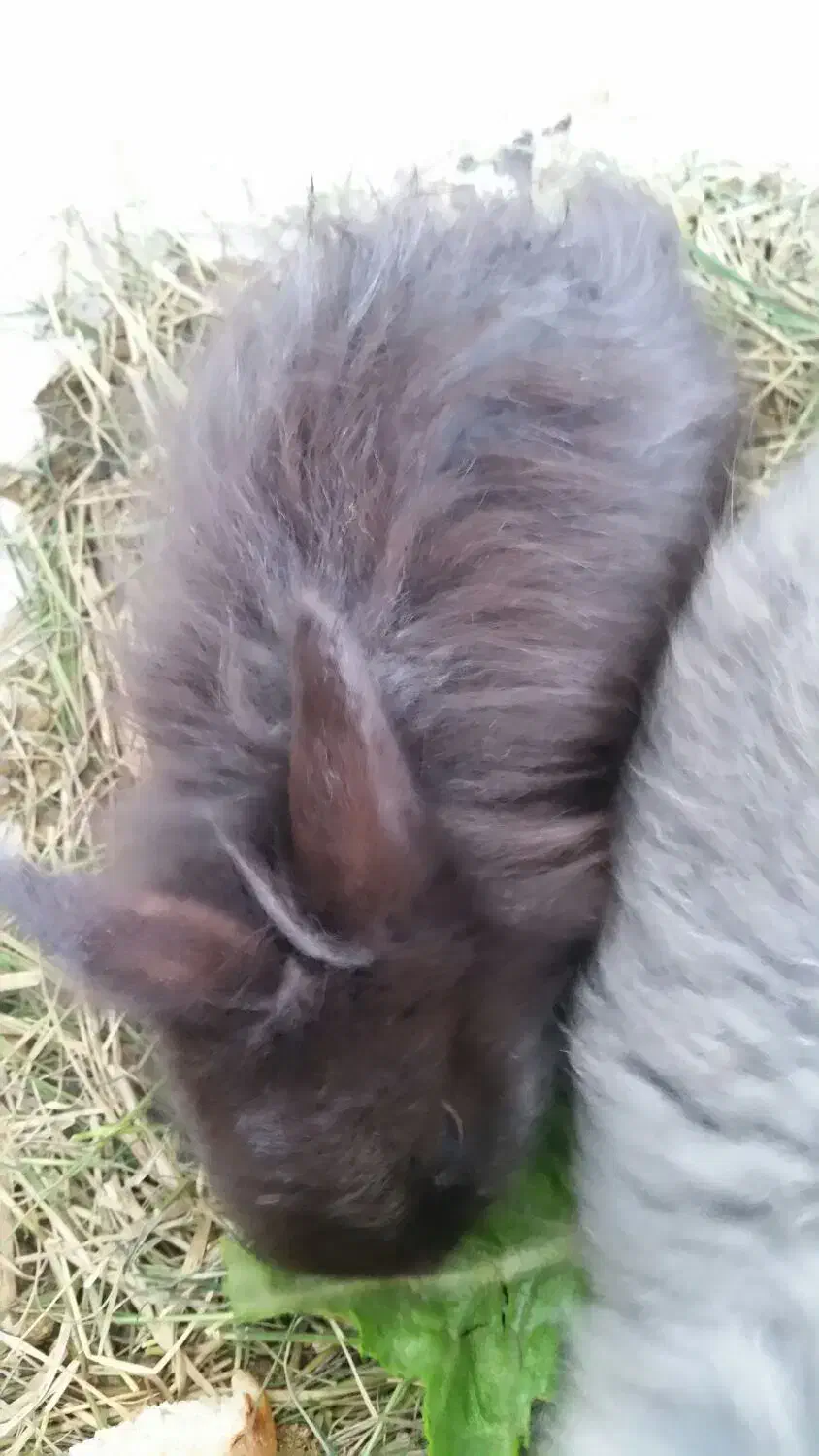 بچه خرگوش لوپ هلندی|موش و خرگوش|کردکوی, |دیوار