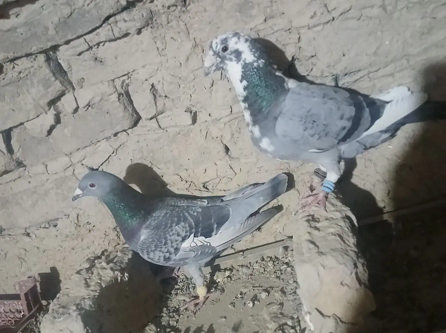کبوتر|پرنده|زابل, |دیوار