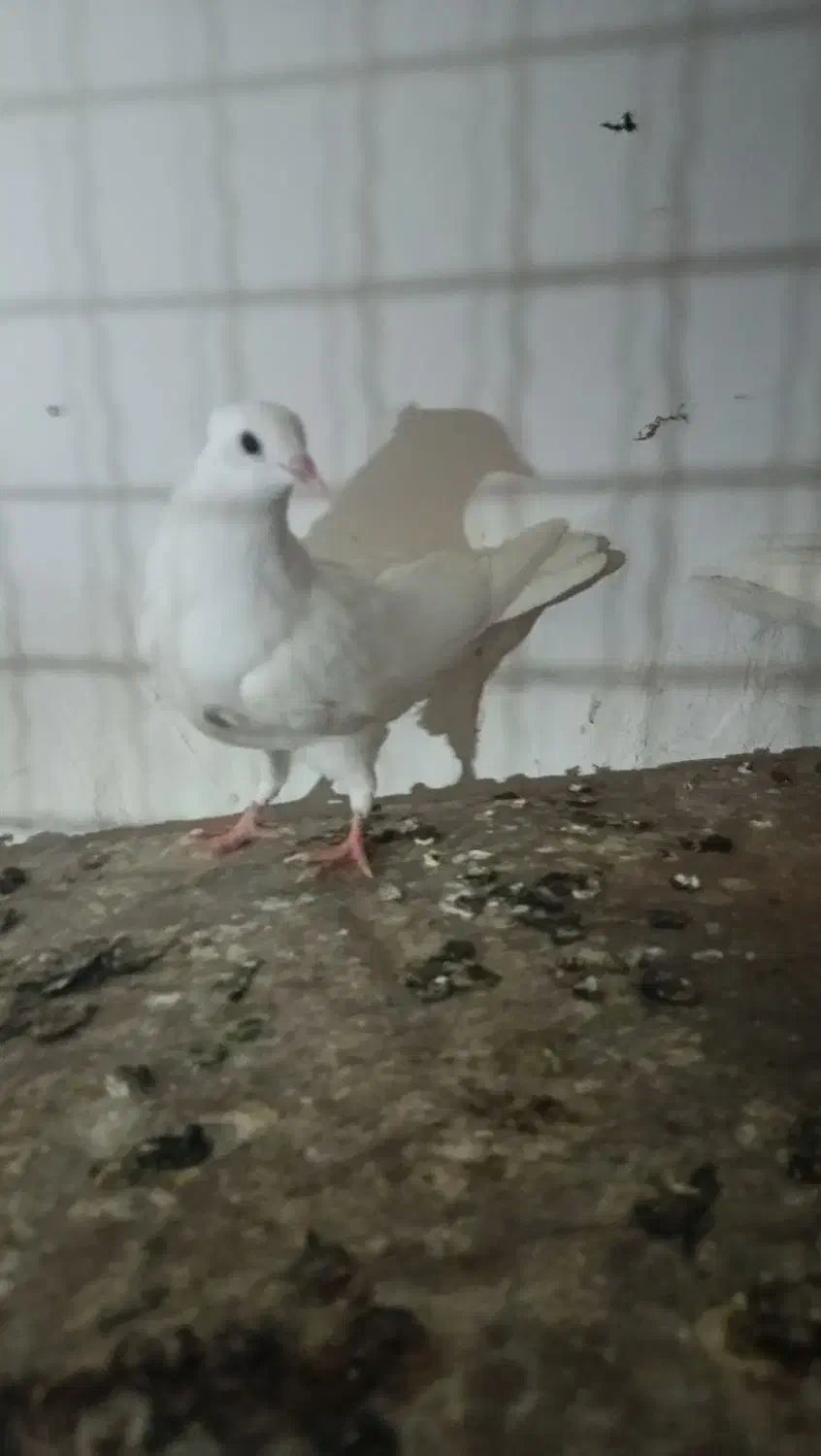 طوقی هفرنگ|پرنده|گرگان, |دیوار