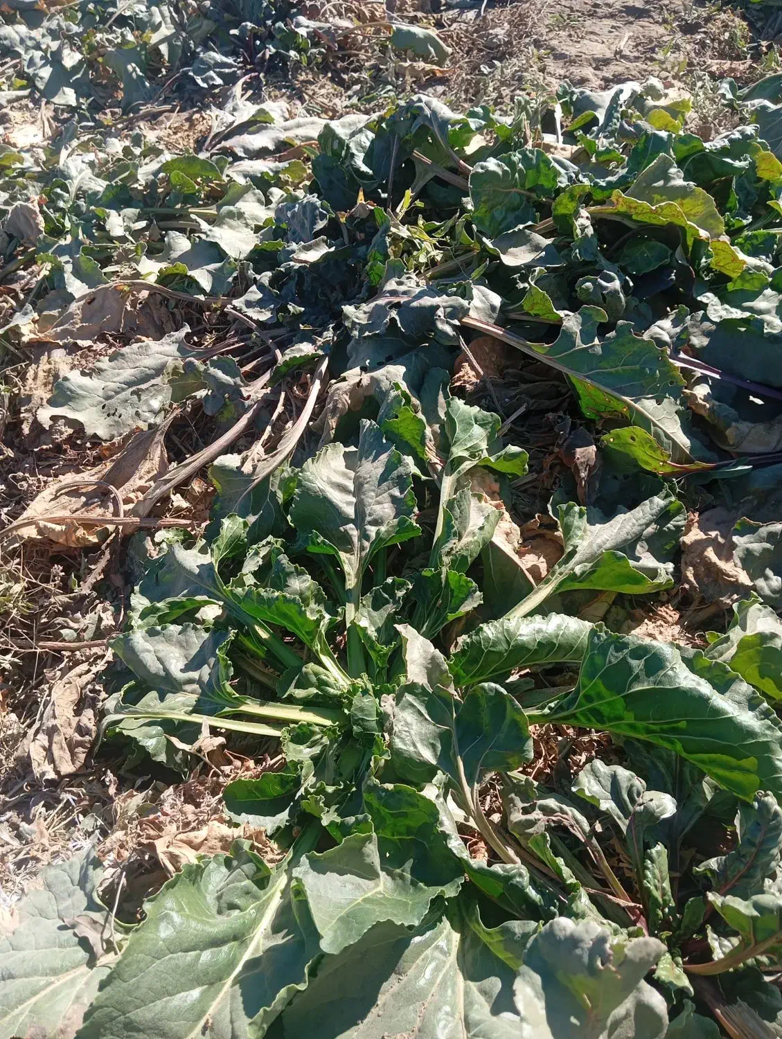 چقندر|خوردنی و آشامیدنی|فیروزه, |دیوار