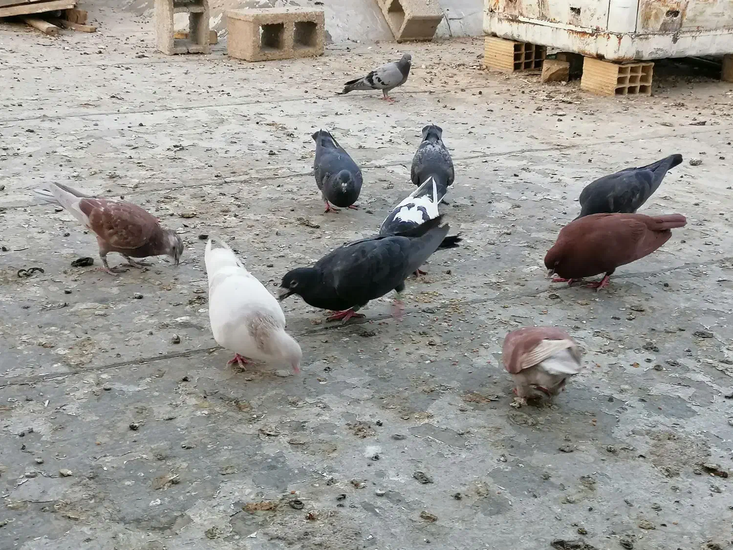 کبوتر فروشی|پرنده|شیراز, شریف‌آباد|دیوار