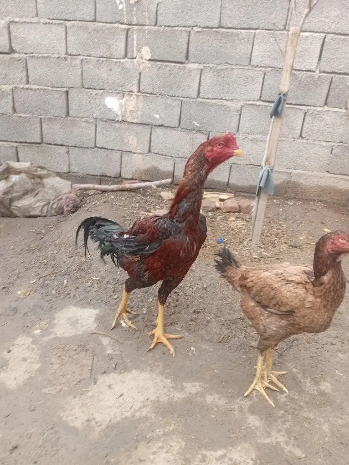 خروس|حیوانات مزرعه|خوی, |دیوار