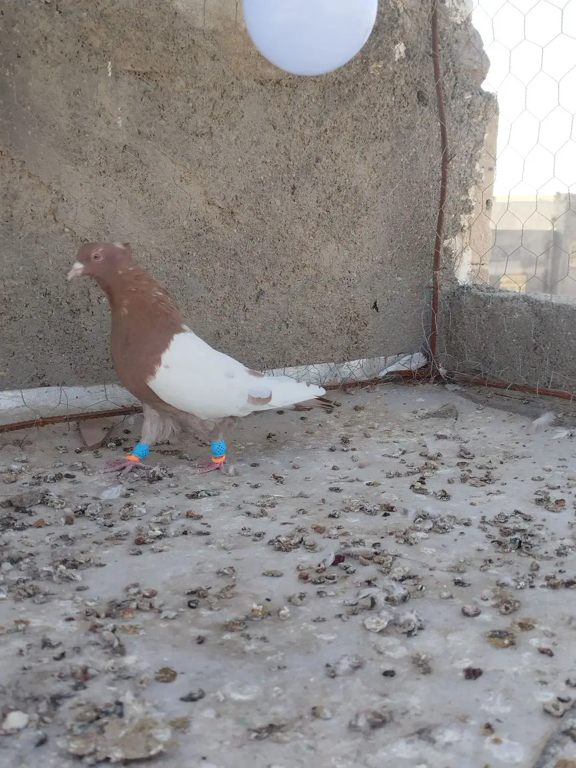 سینه سرخ نر|پرنده|بجنورد, |دیوار