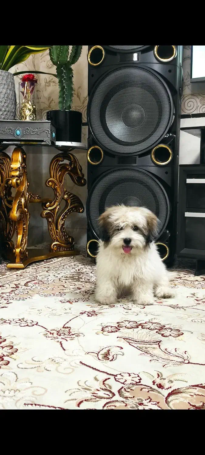 سگ شیتزو فلت شناسنامه دار|سگ|باغستان, |دیوار