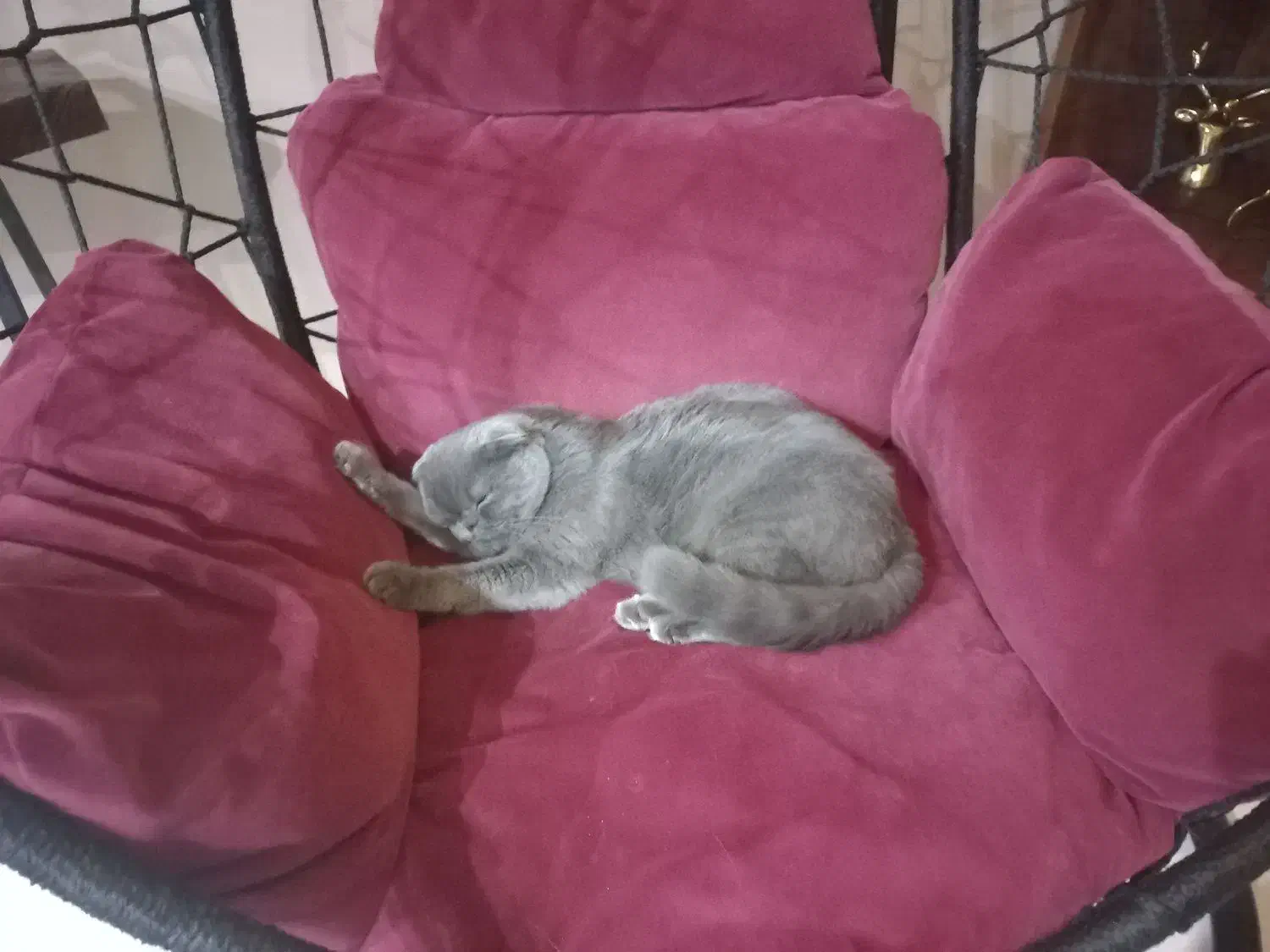 گربه اسکاتیش فولد|گربه|گرگان, |دیوار