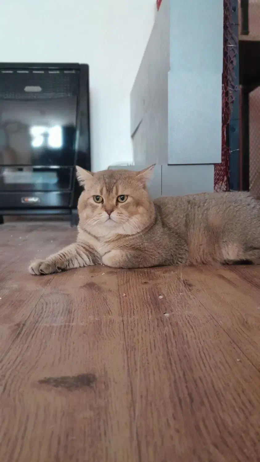 گربه شورت هیر بریتیش کشش جفت وارداتی|گربه|پردیس, فاز ۸|دیوار