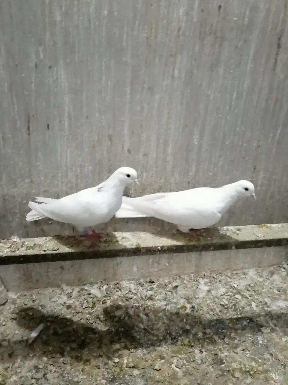 کبوتر نقش و پرشی|پرنده|الیگودرز, |دیوار