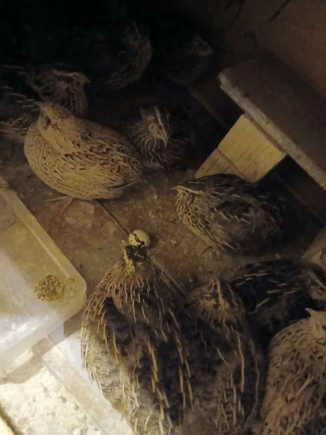 فروش بلدرچین|پرنده|خرم بید, |دیوار