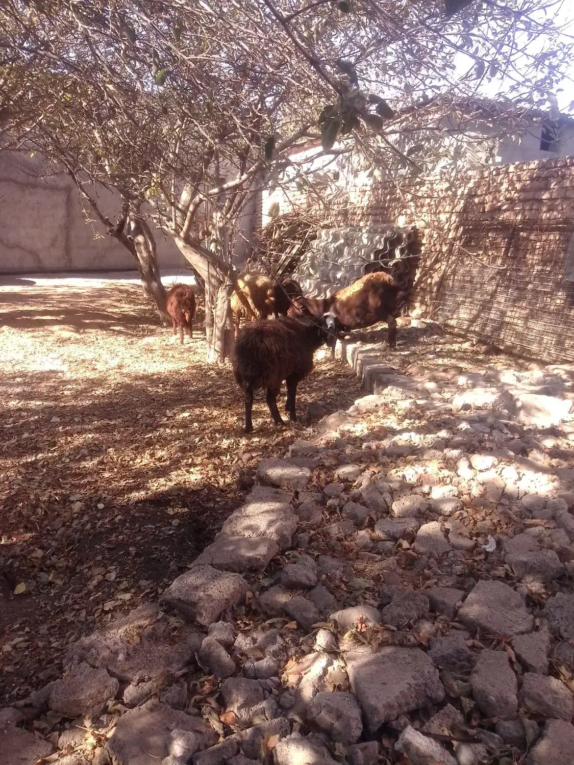 گوسفند شیشک وبره ماده|حیوانات مزرعه|اردبیل, |دیوار