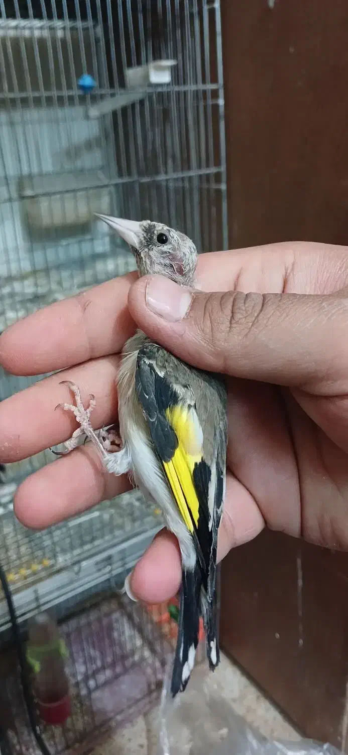 سهره قناری.سهره متولد قفس.سهره خاکی|پرنده|کرمان, |دیوار