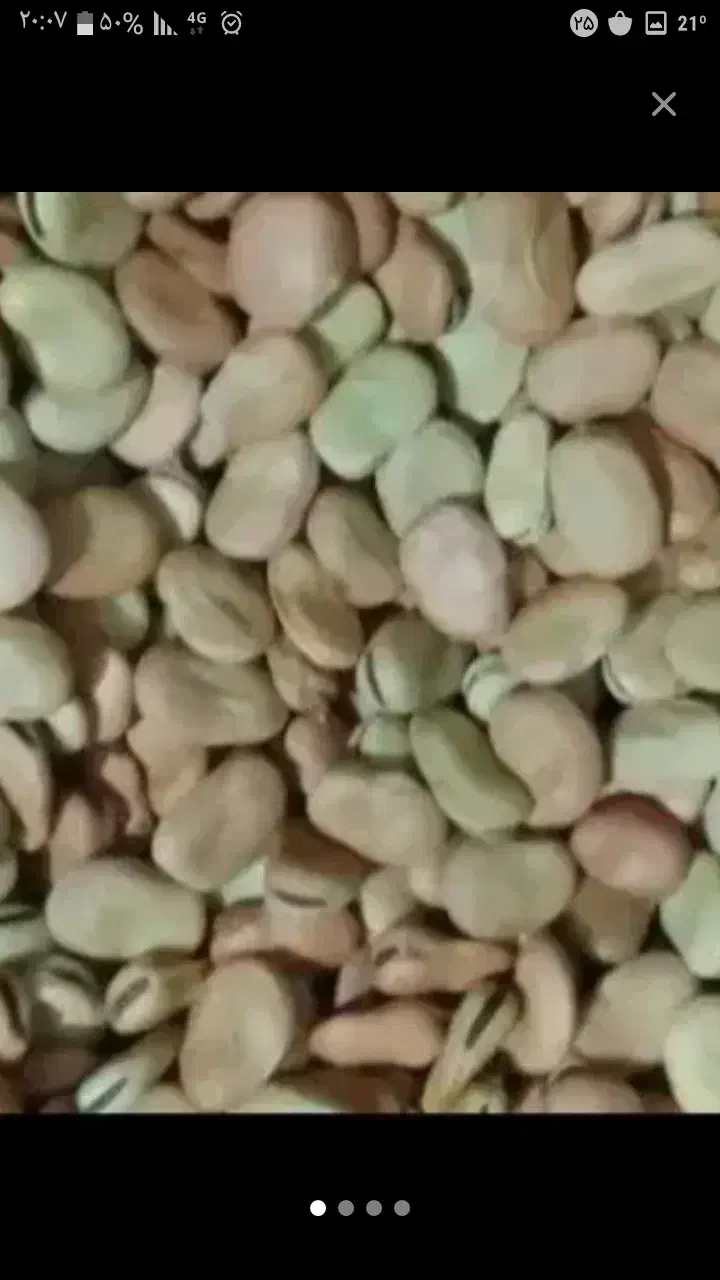 باقلا بذر برکت وهیستال درجه یک جهت کشت وخوراک|خدمات باغبانی و درختکاری|گرگان, |دیوار