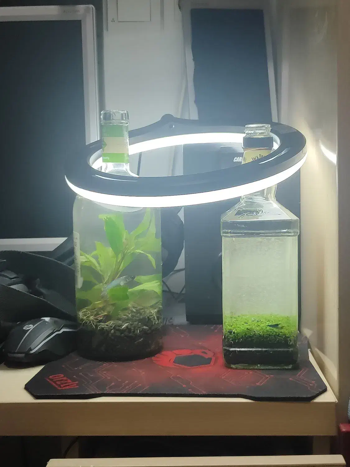 پلنت|ماهی|تهران, جوادیه تهرانپارس|دیوار