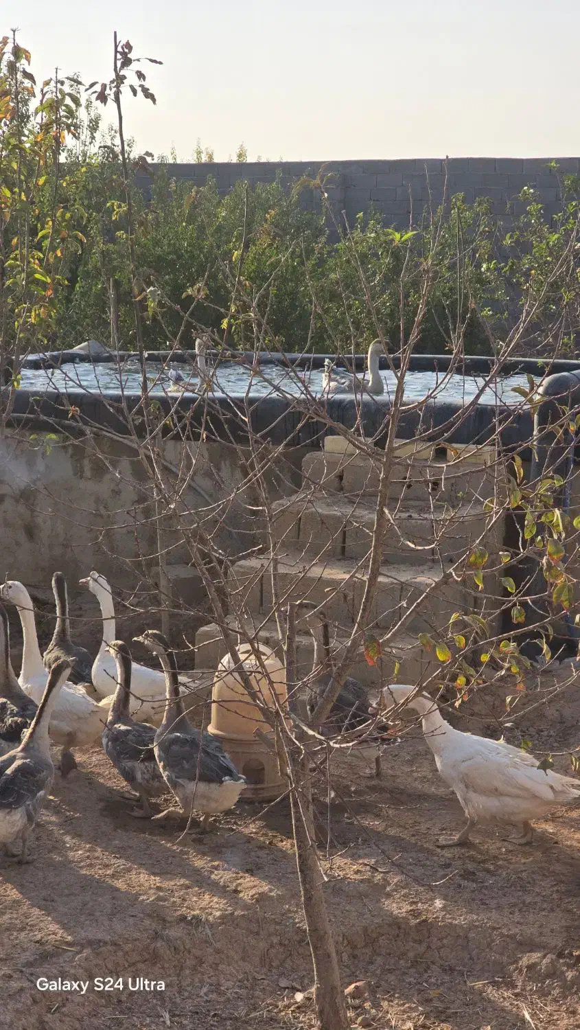 قو غاز اردک بومی و اردک لال فروش فوری بعلت حابجایی|حیوانات مزرعه|برخوار, |دیوار