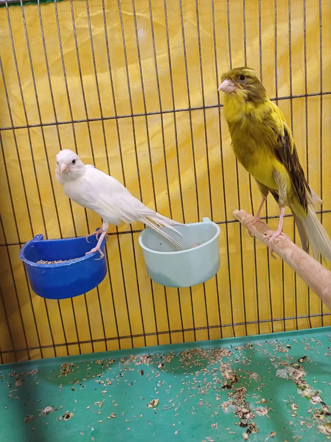 قناری|پرنده|فریم, |دیوار