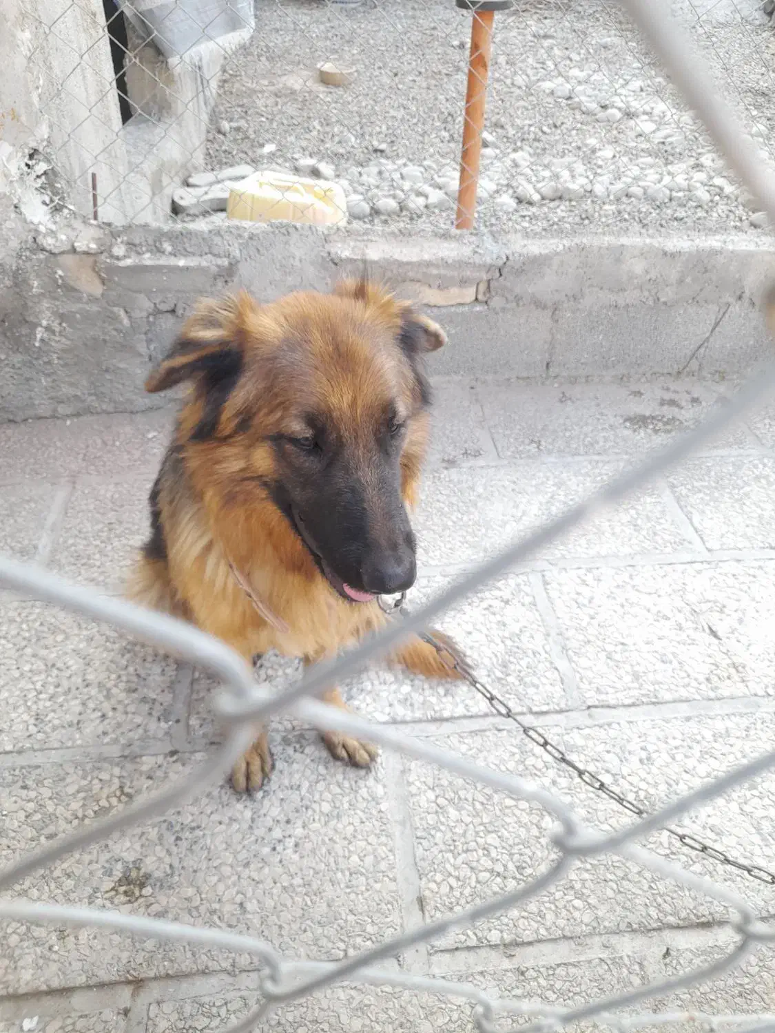 یک قلاده ژرمن. اصل باهوش|سگ|شهریار, شهریار|دیوار