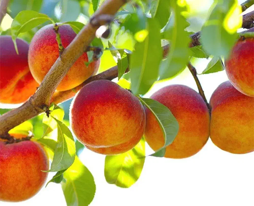 نهال هلو آلبرتا|خدمات باغبانی و درختکاری|خلخال, |دیوار