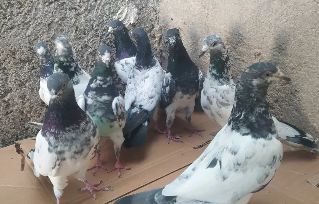 کبوتر پاکستانی|پرنده|خورموج, |دیوار