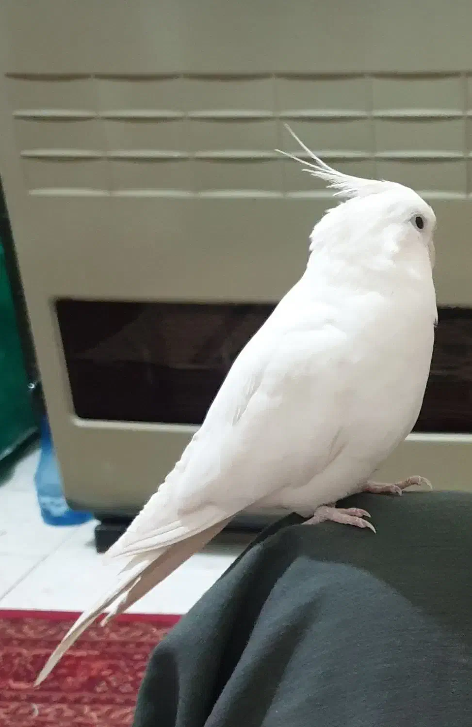 گمشده|حیوانات|بروجرد, |دیوار