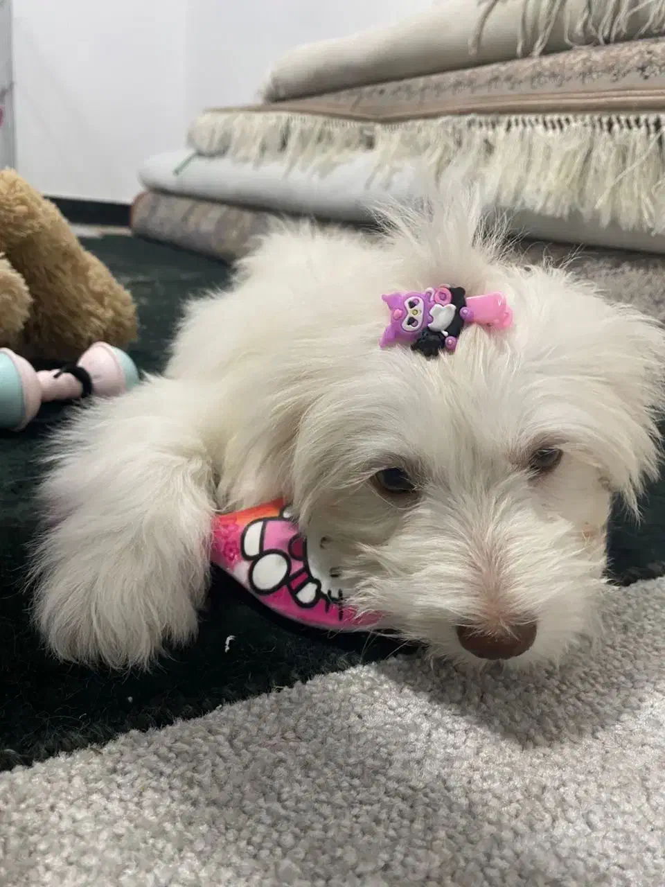 توله شیتزو تیریر|سگ|بندرعباس, |دیوار