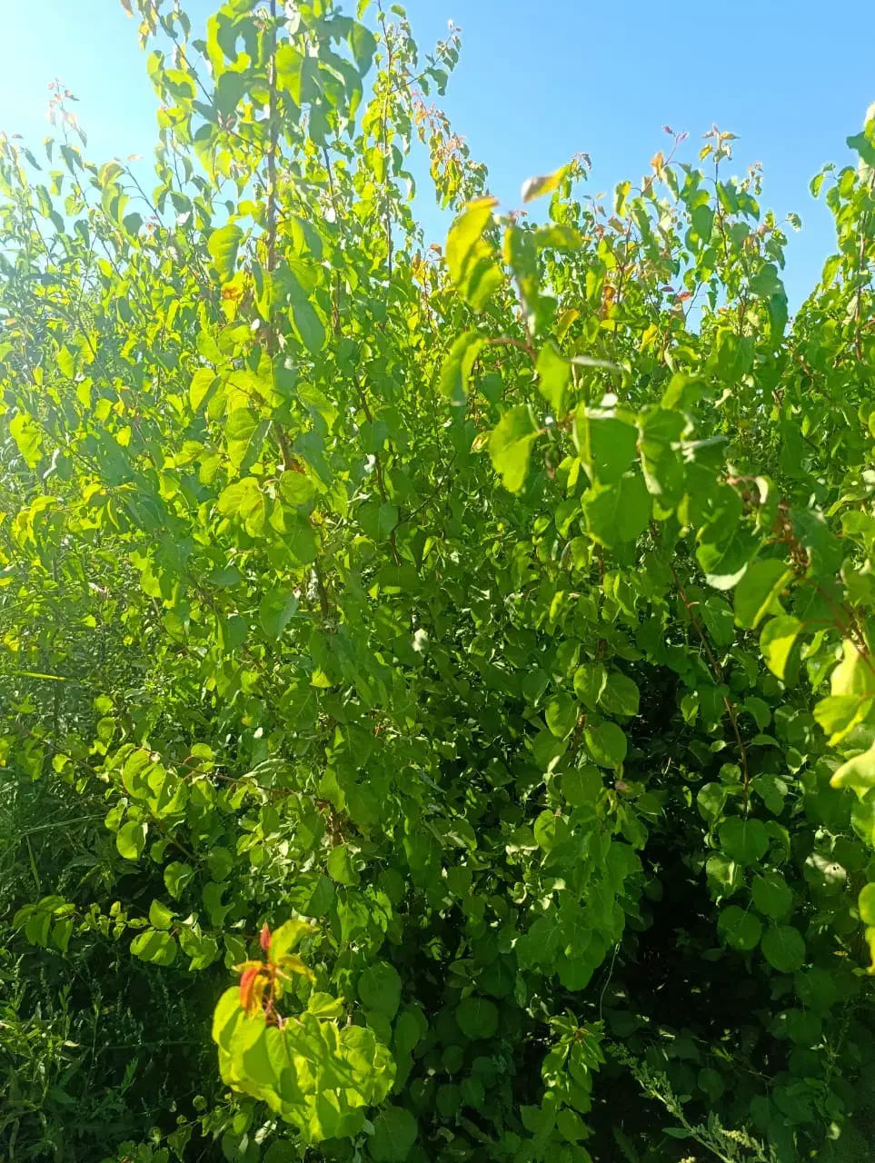 جشنواره فروش نهـال|خدمات باغبانی و درختکاری|سردشت, |دیوار