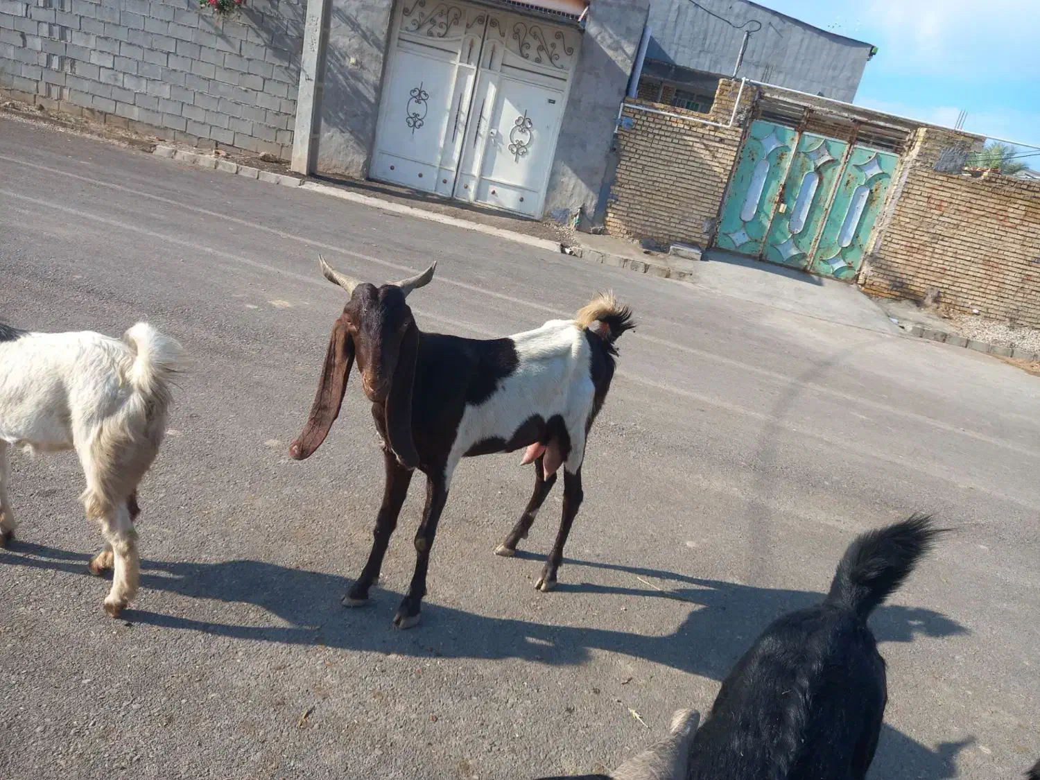 ۷ راس بز و تیشتر|حیوانات مزرعه|شوشتر, |دیوار