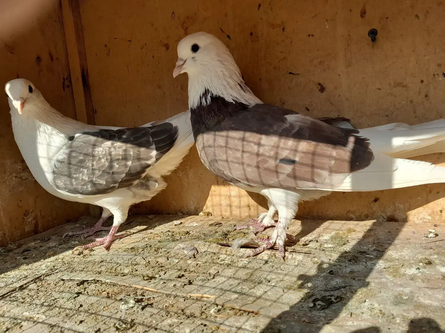 کبوتر معاوضه با سهره|پرنده|تهران, وحیدیه|دیوار