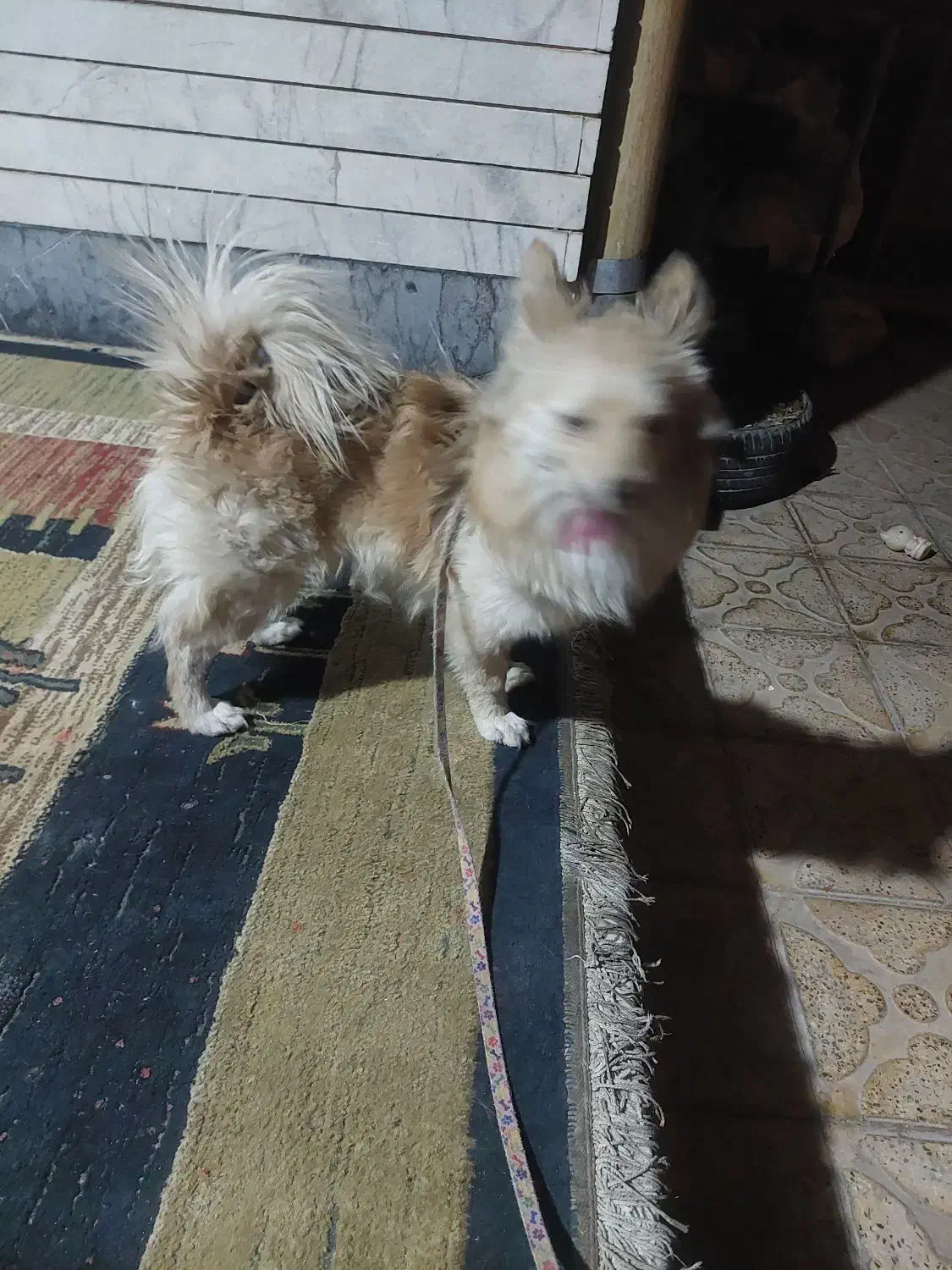 سگ پامر|سگ|مرودشت, ابوذر شمالی‎|دیوار